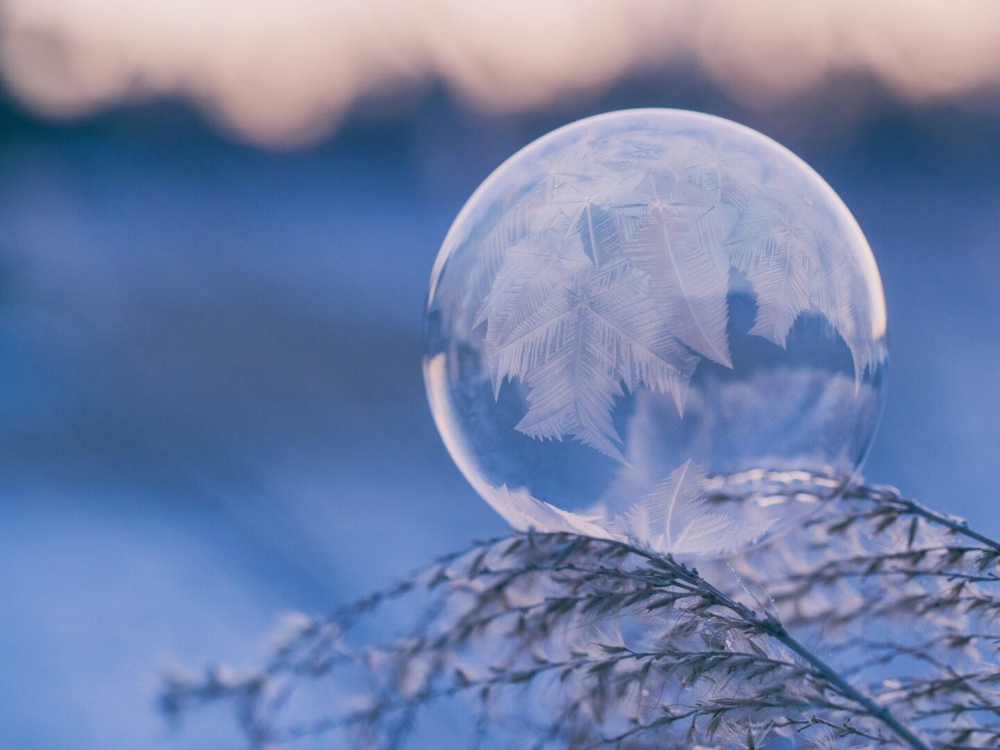 A bubble sitting on top of a tree branch.