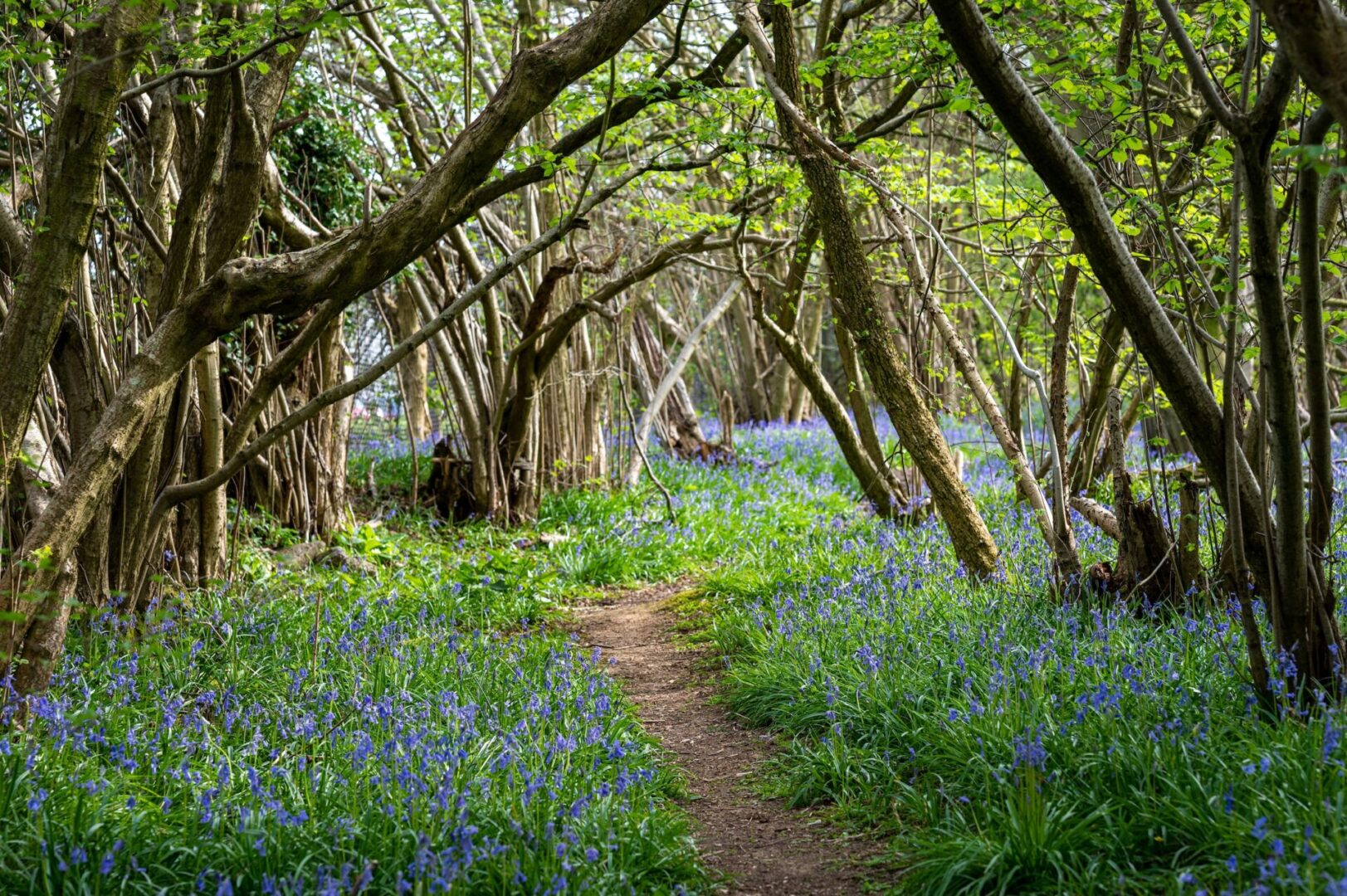 A path through the woods with trees and flowers